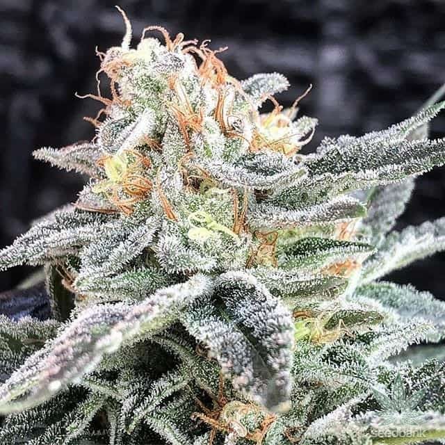 Sunset Zerealz > Elev8 Seeds | Semillas feminizadas  |  Híbrido